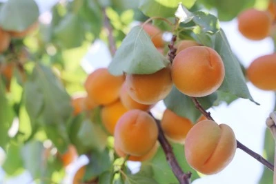 Erkenci kayısı hasadı bereketiyle çiftçiyi mutlu etti
