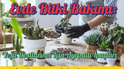 Evde Bitki Bakımı: Yeşil Dostlarınız İçin Ayrıntılı İpuçları