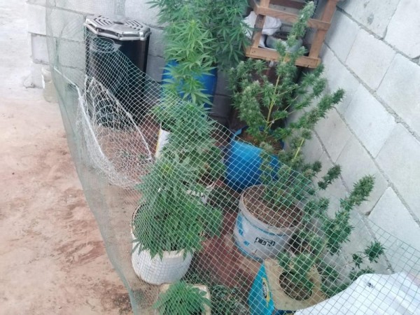 EVİN ÇATISINI UYUŞTURUCU SERASINA ÇEVİRDİ, JANDARMAYA YAKALANDI