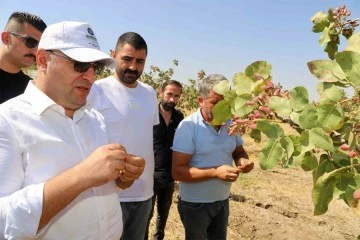  Fıstık hasadına başlandı
