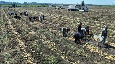 Patatesin Fiyatı 7 liraya kadar geriledi neden..?