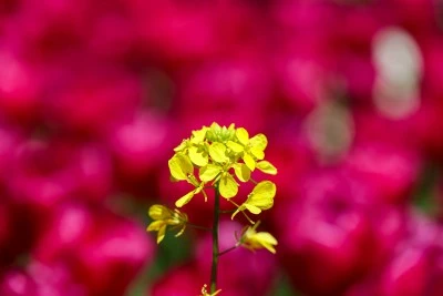 Gaziantep Botanik Bah&ccedil;esi'nde ilkbahar renkleri hakim oldu