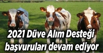 GEBE DÜVE DESTEKLEMESİ DEVAM EDİYOR