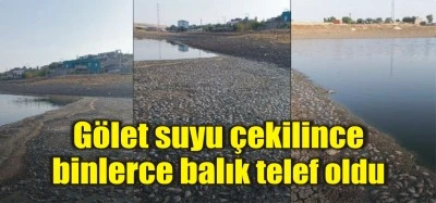 Gölet suyu çekilince binlerce balık telef oldu