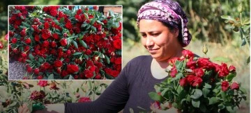 Gül verimi yüz güldürdü