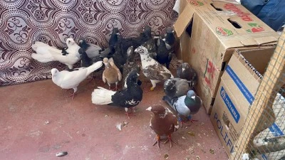 Güvercin sevdası Kilis’te pazara taştı!