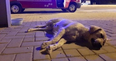 Kilis’te Bir Kişi Polise Giderek Şikâyetçi Oldu