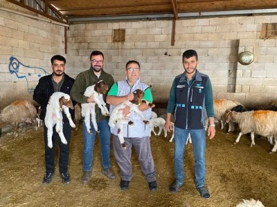 Kilis&rsquo;te K&uuml;&ccedil;&uuml;kbaş Hayvan Islahı İ&ccedil;in Sahada &Ccedil;alışma
