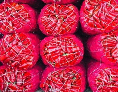 Kilis’te Salçalık Biber Çekimi Hâlâ Devam Ediyor