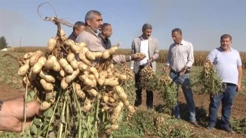 Harran Ovası’nda yer fıstığı bereketi