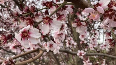 Hasat bitmeden portakal &ccedil;i&ccedil;ekleri a&ccedil;tı