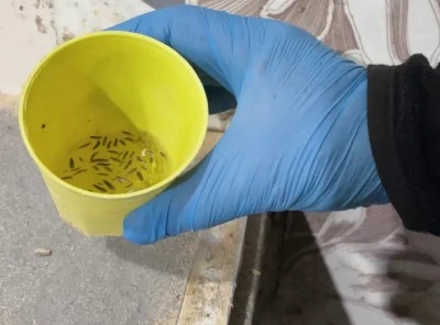 Hatay’da fırın denetiminde kusturacak görüntüler