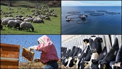 Hayvancılıkla ilgili destekleme miktarlarında artış
