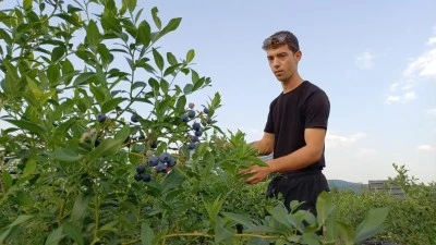 Hem okuyor hem yaban mersini yetiştiriyor
