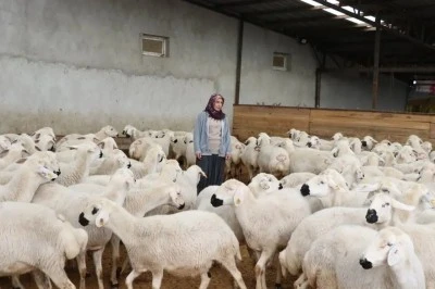 Her &uuml;reticiye 100 k&uuml;&ccedil;&uuml;kbaş koyun Kilis'te bu Projede faydalanıyor