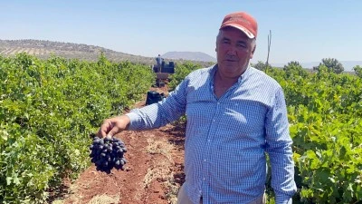 ‘Horozkarası’ Kilis’in kavurucu sıcağında kuruyarak lezzetleniyor