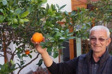İklim değişikliği meyveleri de şaşırttı