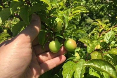 İklim şartları açıkta erik hasadını geciktirdi