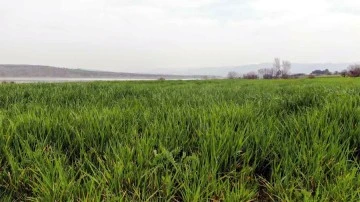 İlkbahar yağışları çiftçilerin yüzünü güldürdü