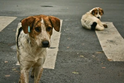 İstanbul’da sokak köpeklerini kontrolsüz beslemek yasaklandı