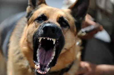 İstanbul Valiliği'nden Sokak köpeklerine karşı hareket!