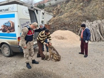 JANDARMA'DAN SOKAK HAYVANLARINA ŞEFKAT ELİ