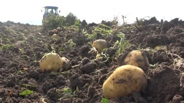 Kadınların patates hasadı mesaisi