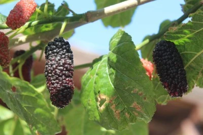 Karadut Faydaları: Antosiyanin Bakımından Zengin Yaz Meyvesi