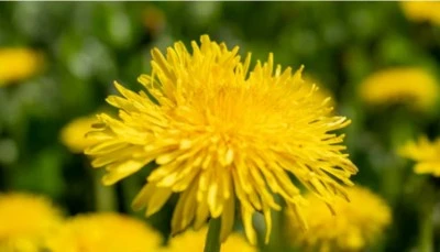 Karahindiba Sanıldığı Gibi Sıradan Bir Ot Değil: Faydaları ve Nasıl Şurup yapılır