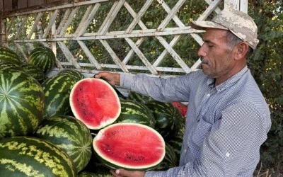 Karpuz tarlada 2-3 lira! Çiftçi kara kara düşünüyor