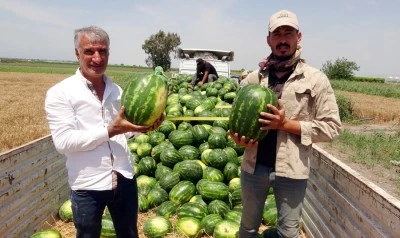 Karpuzda bu yıl verim düşük