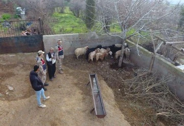 Kayıp hayvanları jandarma buldu