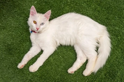 Kedinizin Sizin üzerinizde sandığınızdan fazla iyi etkisi var! Peki ya bu etkiler ne?
