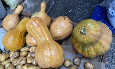 Kendisi ayrı, &ccedil;ekirdeği ayrı şifa kaynağı: Bal kabağı pazarda ilgi g&ouml;r&uuml;yor