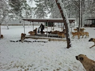 Kilis Belediyesi Soğuk Kış G&uuml;nlerinde Patili Dostlarını Unutmuyor