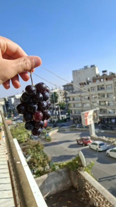 Kilis'e Gelen 4 &Uuml;lkeden Gen&ccedil;ler Horoz Karası &Uuml;z&uuml;m&uuml; Topladı