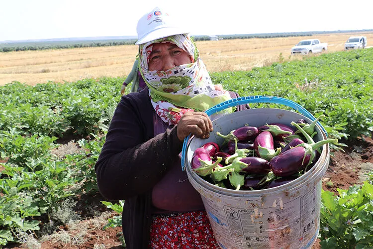 Kilis'e &Ouml;zg&uuml; "Zabaran Patlıcanı"nda Hasat Mesaisi Başladı