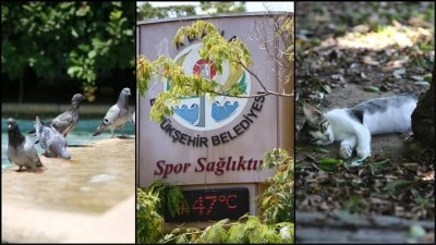 KİLİS ELBEYLİ 43 DERECE! 16 Kentte Termometreler 40 Dereceyi Gördü