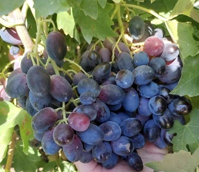 Kilis Horoz Karası olgunlaşıyor