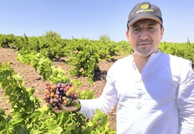 Kilis horozkarası üzümler kararmaya başladı