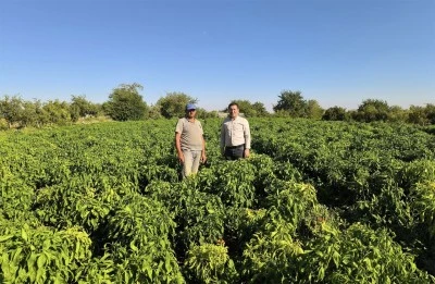 Kilis İçeri Bahçe'de hastalık ve zararlı kontrolü