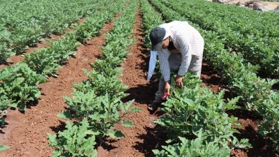 Kilis'in Başlıca Tarım Ürünleri Nelerdir?