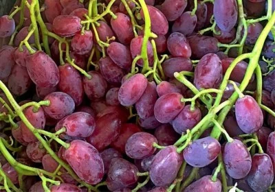 Kilis'in bir üzüm türü daha kayboldu