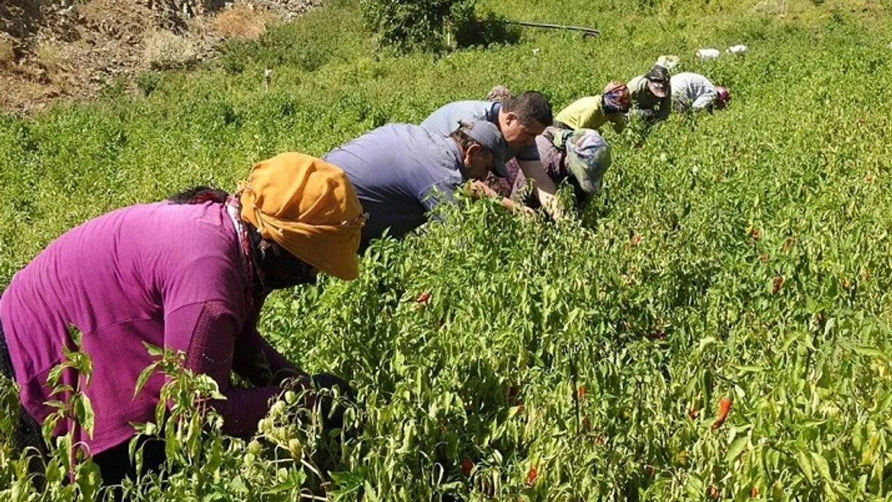Kilis'in Geçim Kaynağı Nedir?