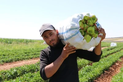 Kilis'in geçim kaynağı ürününde hasat başladı