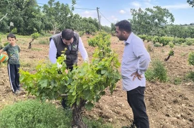 Kilis&rsquo;in Horoz Karası &Uuml;z&uuml;m&uuml;nde İnceleme