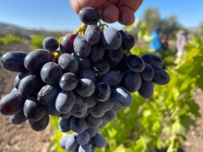 Kilis’in Horozkarası Üzümünde Hasat Başladı: Ancak 2025 'Kara Yıl' Olabilir