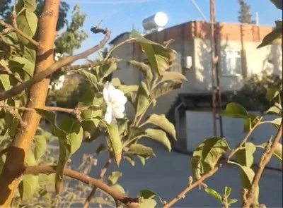 Kilis'in Musabeyli İlçesinde Elma Ağaçları Eylül'de Yeniden Çiçek Açtı