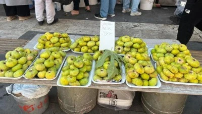 Kilis’in Susuz Yetişen Doğal Lezzeti inciri kuraklığa yenik düştü