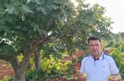 Kilis İncirinde Hasat Zamanı: "Piyasadaki İncirler Afiyetle Yenebilir"